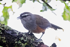 Montecincla fairbanki