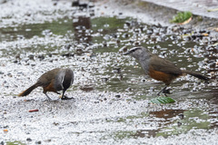 Montecincla fairbanki