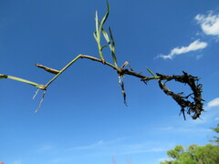 Hemarthria altissima