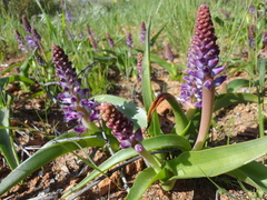 Lachenalia splendida