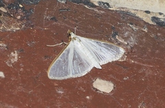 Palpita austrounionalis