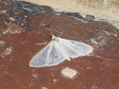 Palpita austrounionalis