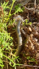 Ommatoiulus lusitanus