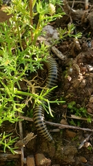 Ommatoiulus lusitanus