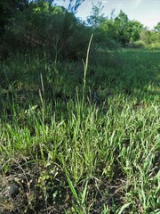 Hemarthria altissima