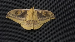 Syntherata
