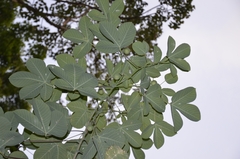 Manihot carthagenensis