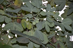Manihot carthagenensis