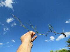 Hemarthria altissima