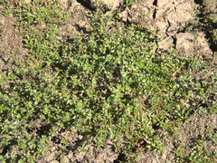 Gratiola sexdentata