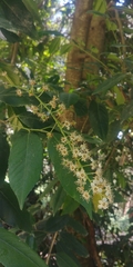 Prunus lusitanica