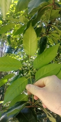 Prunus lusitanica