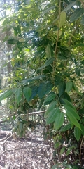 Prunus lusitanica