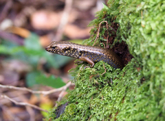 Silvascincus murrayi