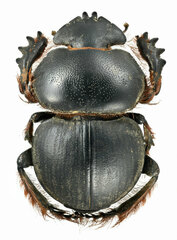 Pachysoma hippocrates