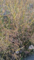 Foeniculum vulgare
