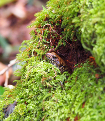 Silvascincus murrayi