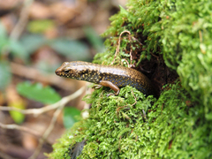 Silvascincus murrayi