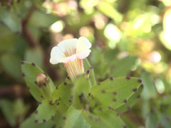 Gratiola sexdentata