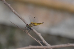 Aethriamanta brevipennis