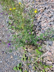 Medicago sativa