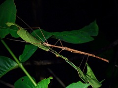 Rhamphosipyloidea