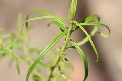 Cassinia aureonitens