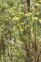 Cassinia aureonitens