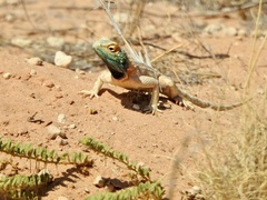 Agama aculeata aculeata