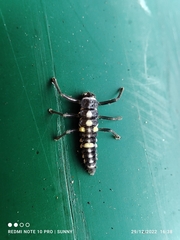 Coccinella transversalis
