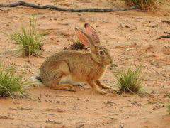 Lepus saxatilis
