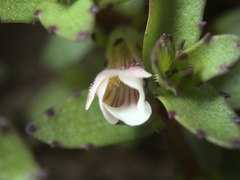 Gratiola sexdentata