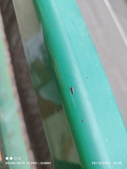 Coccinella transversalis