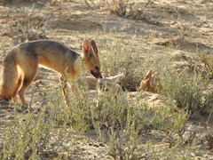 Vulpes chama
