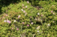 Drosanthemum candens