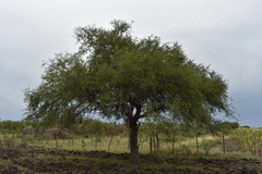 Prosopis nigra