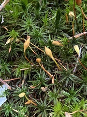 Polytrichum formosum