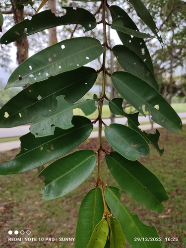 Terminalia brassii observed 2022-12-29