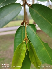 Terminalia brassii