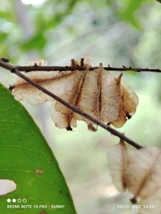 Terminalia brassii