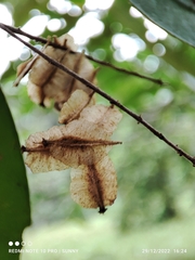 Terminalia brassii