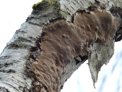Phellinus laevigatus