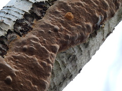 Phellinus laevigatus