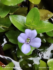 Bacopa caroliniana