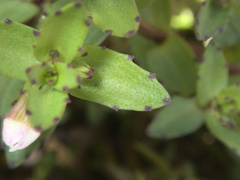 Gratiola sexdentata