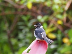 Sporophila americana