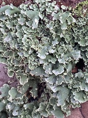 Cladonia digitata