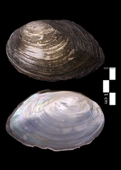 Sinanodonta woodiana