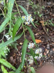 Aster taiwanensis