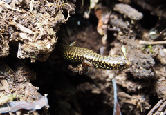 Silvascincus murrayi